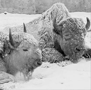 Meet your Posher, Jerry